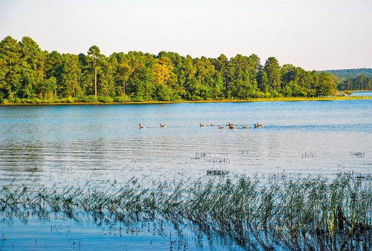 Gansos en Lago DeGray