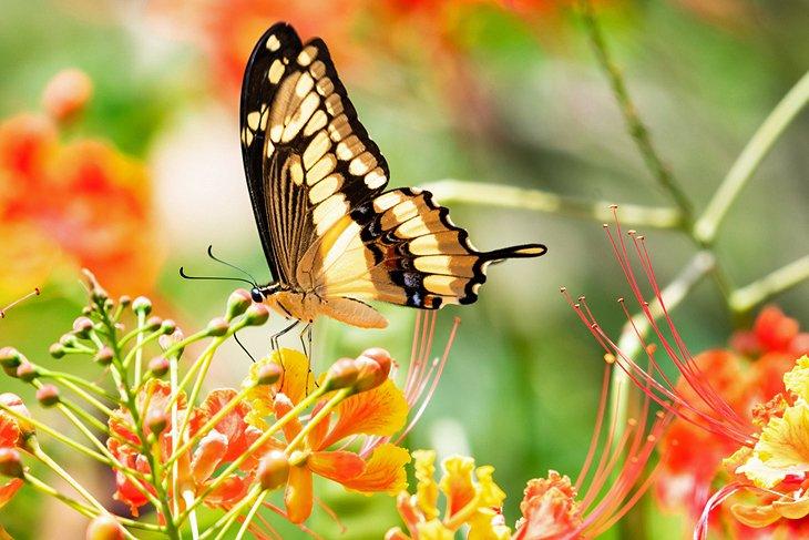 Papillon sur une fleur à la Barbade