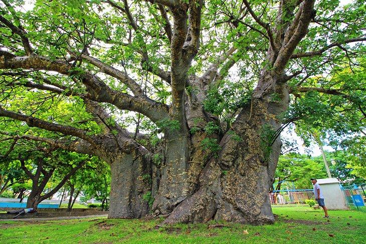 Arbre baobab à Bridgetown