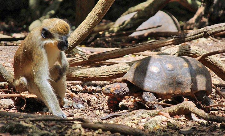 Singe et tortue au Réserve Faunique de la Barbade