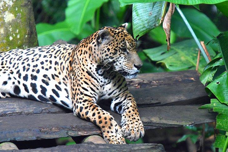 Jaguar im Zoo von Guadeloupe