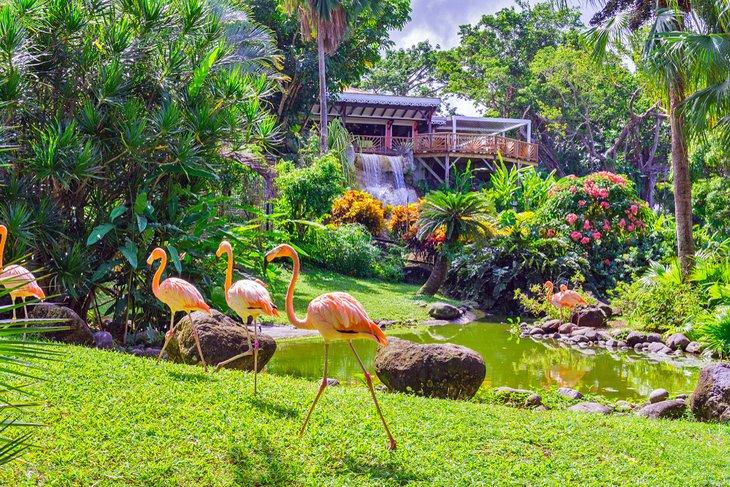 Jardin Botanique de Deshaies, Basse Terre