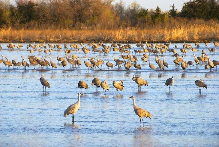 Grullas de Sandhill en el Río Platte