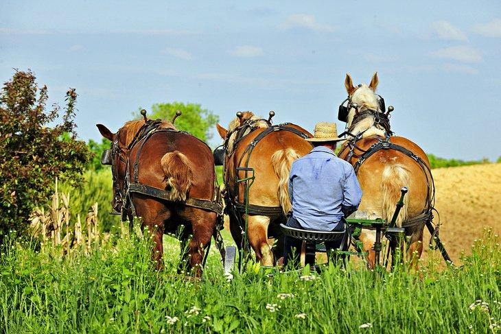 Hombre Amish cultivando campos en Ohio