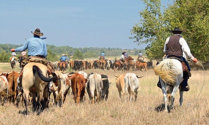 Paseo de ganado Longhorn en Kansas
