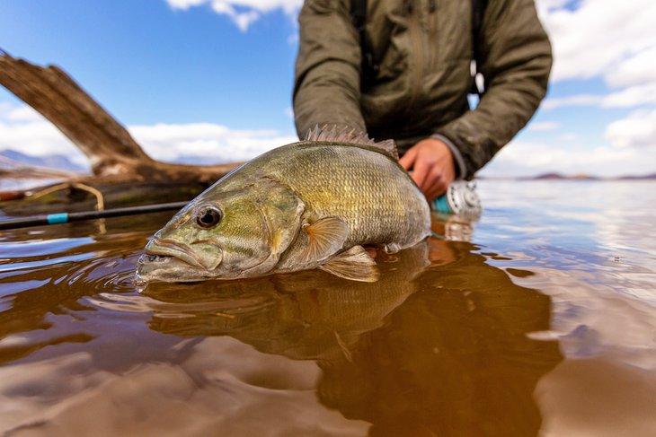 Bass de boca pequeña atrapado mientras pescaba con mosca