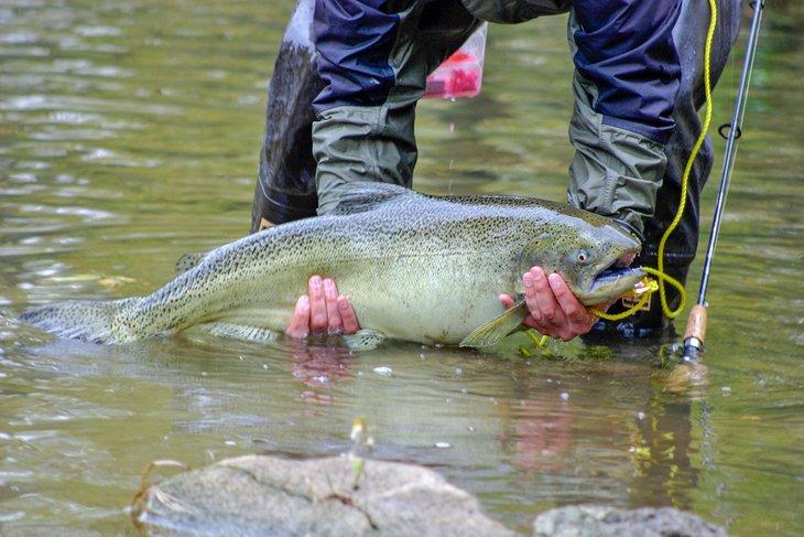 Pesca de salmón en otoño en el Lago Michigan