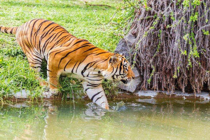 Tigre en el Zoológico de Guadalajara