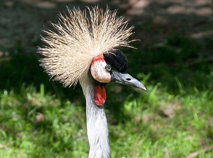 Grulla coronada africana