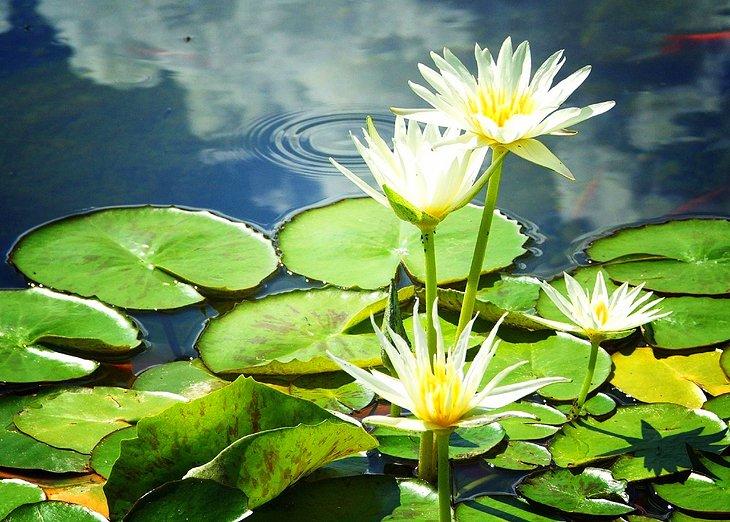 Jardines hundidos