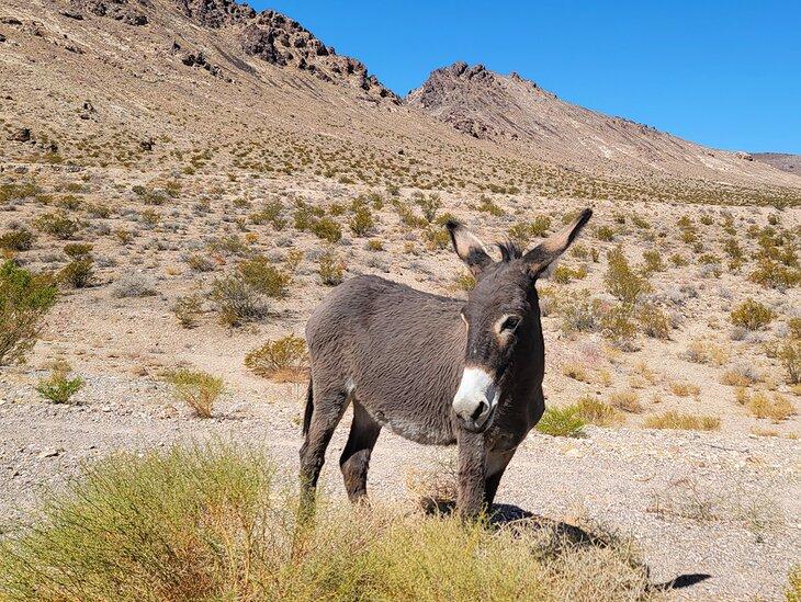 Un burro en Death Valley