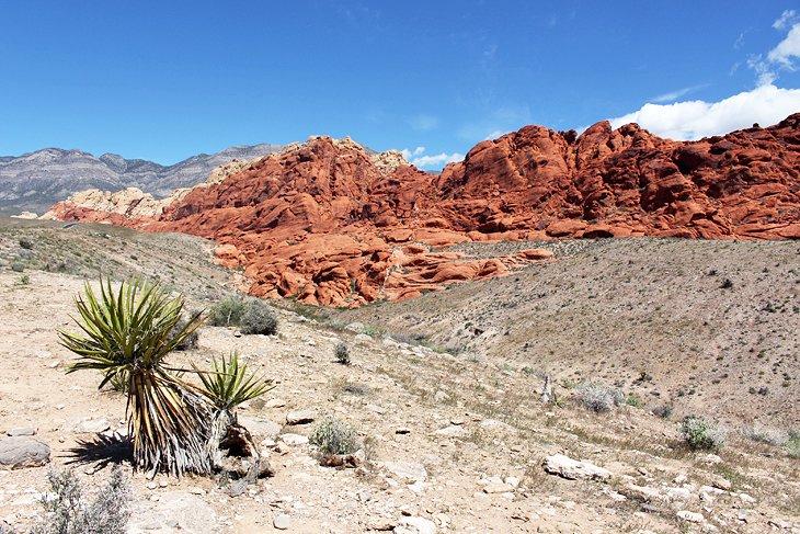 Área de Conservación Nacional de Red Rock Canyon