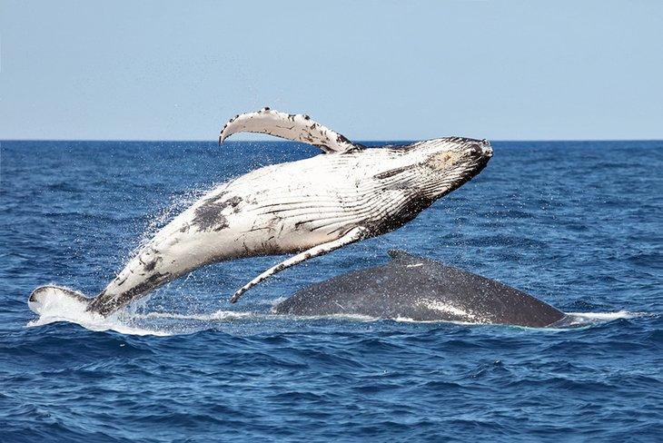 Springende Buckelwale vor Port Macquarie