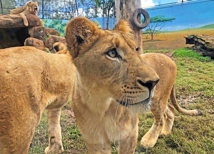 Löwenausstellung im Billabong Zoo Koala & Wildlife Park