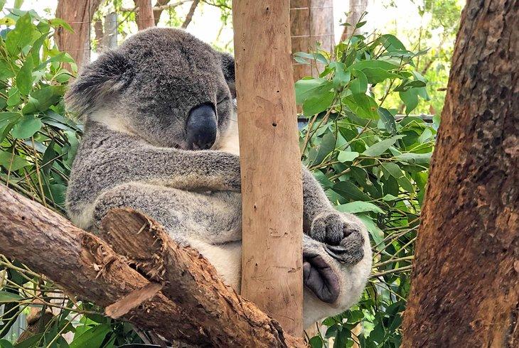 Ein langjähriger Bewohner im Koala Krankenhaus