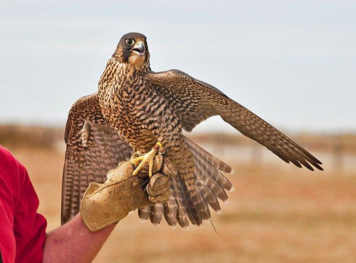 Centro Mundial para Aves Rapaces
