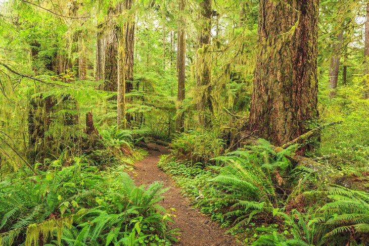 Sendero Hoh River