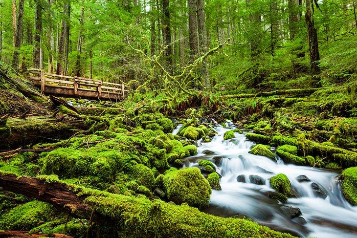 Sendero Sol Duc Falls