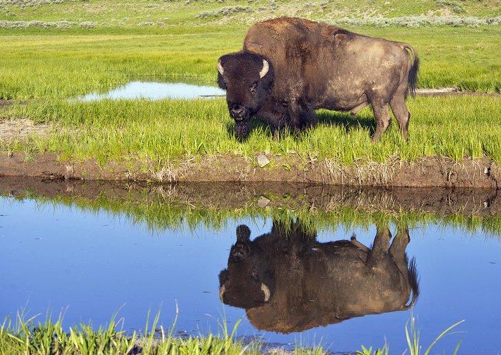 Bisonte en el Parque Nacional de Yellowstone