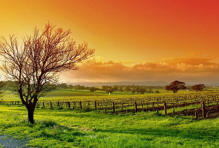Vallée de Barossa