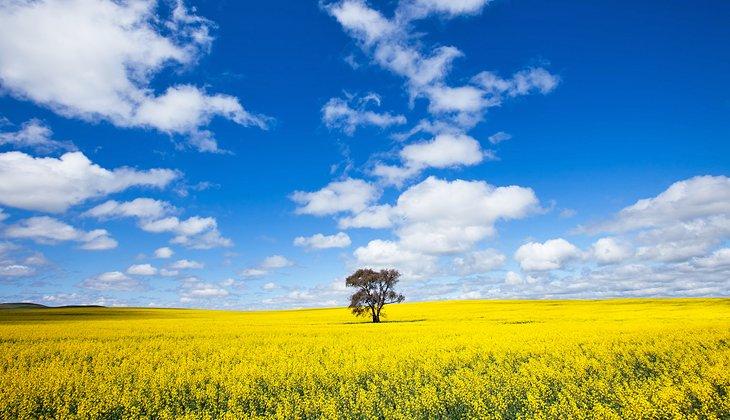 Champs de colza dans la vallée de Clare