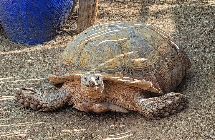 Goliath die Schildkröte läuft über das Gelände im Southwest Wildlife Conservation Center