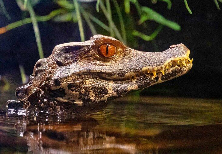 Caiman-Krokodil im OdySea Aquarium