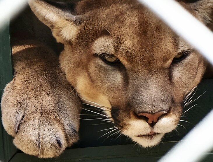 Ein Puma im Southwest Wildlife Conservation Center