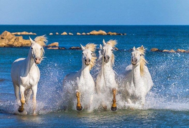 Wildpferde in der Camargue