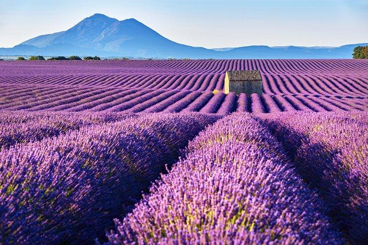 Campos de lavanda en los Alpes de Alta Provenza