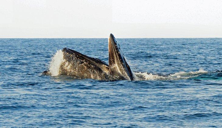 Ballena jorobada