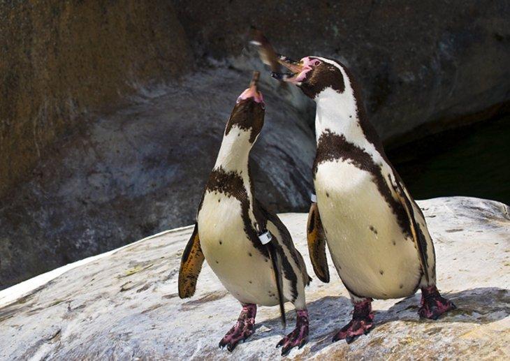 Zoológico de Santa Bárbara