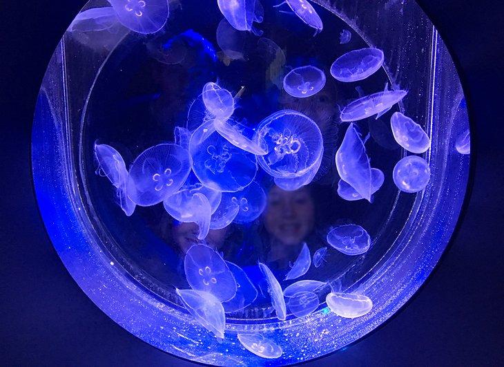 Medusas en el Centro del Mar