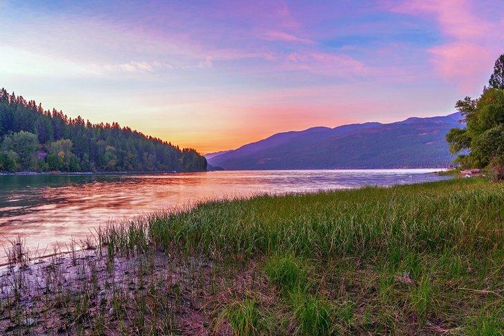 Lac Whitefish
