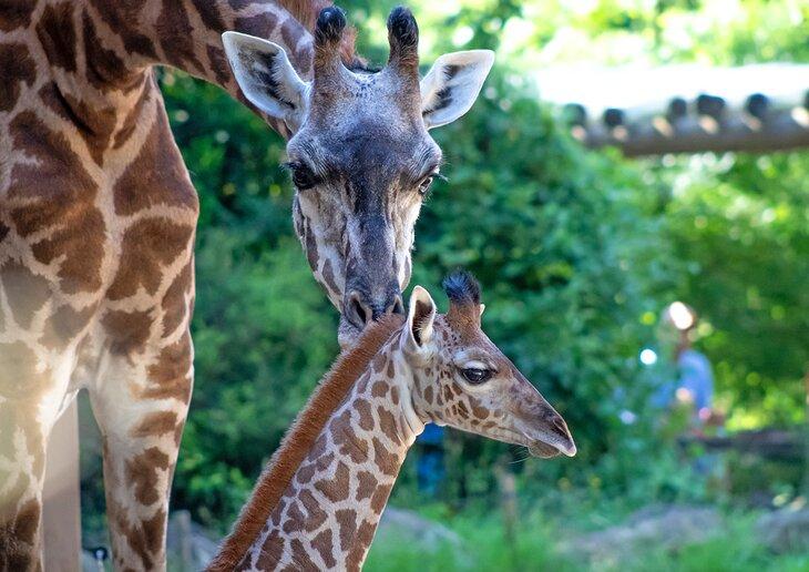 Girafes au zoo de Greenville