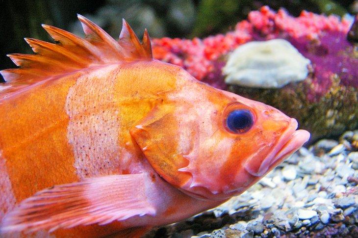 Acuario de Ripley's