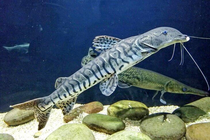 Aquarium national de Nouvelle-Zélande