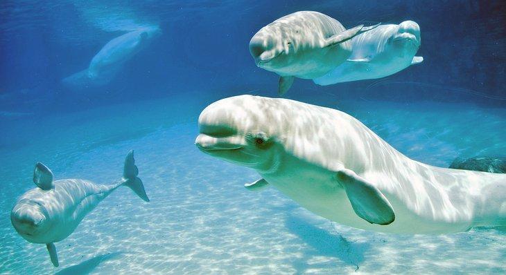 Ballenas beluga en el Acuario de Niágara