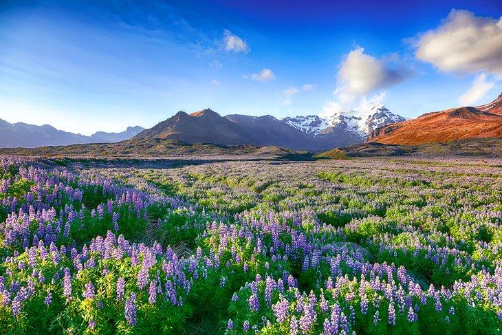 Lupinen im Skaftafell-Nationalpark