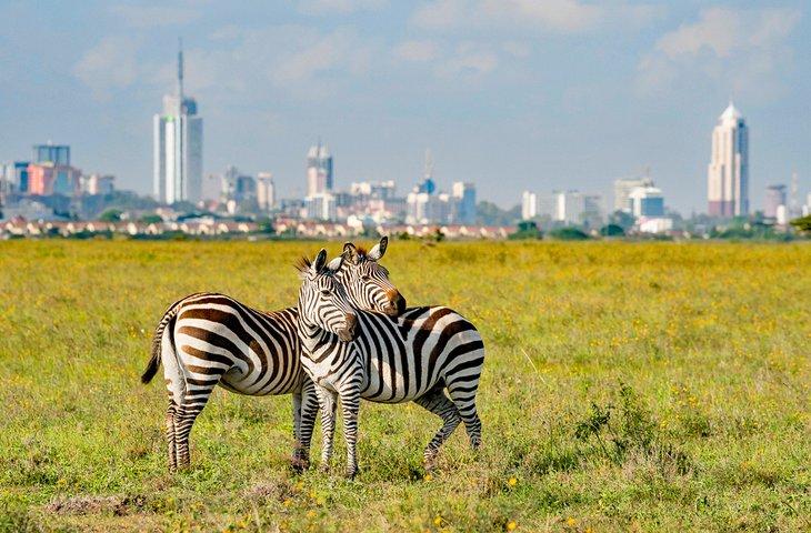 Cebras en el Parque Nacional de Nairobi con el horizonte de Nairobi a lo lejos