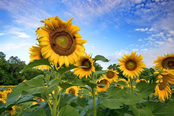 Girasoles en el Área de Manejo de Vida Silvestre Forks of the River
