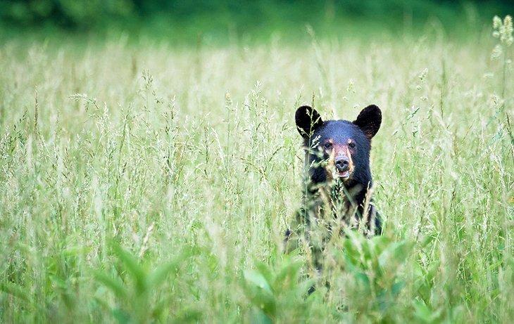 Oso negro en Cade's Cove