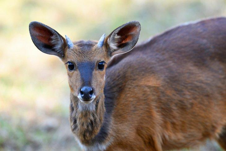 Bushbuck im Naturschutzgebiet Moreleta Kloof