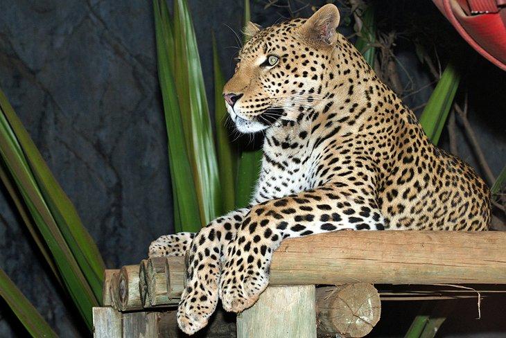 Nationale Zoologische Gärten Südafrikas