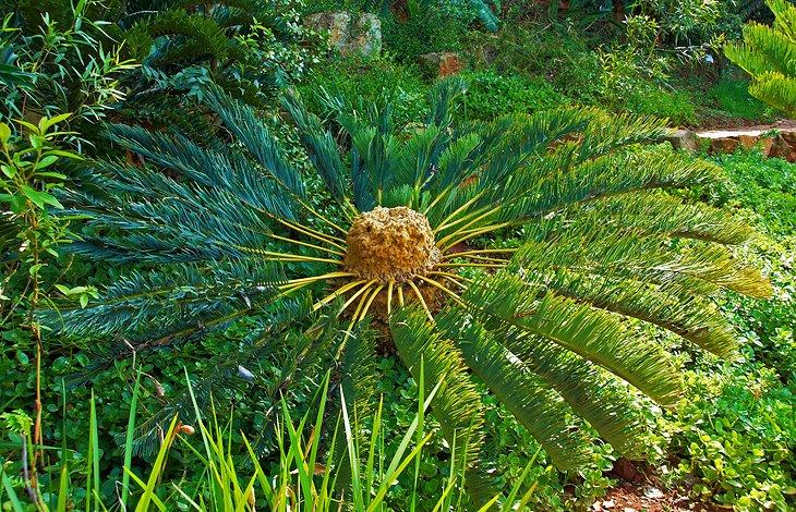 National Botanic Garden von Pretoria