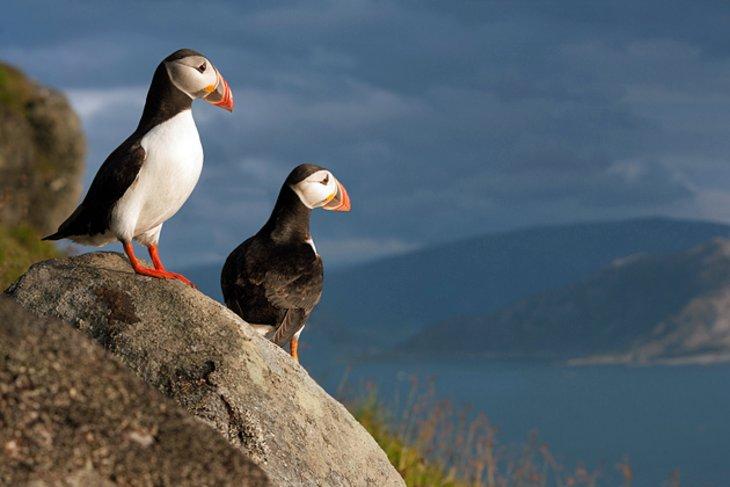 Macareux sur l'île de Runde