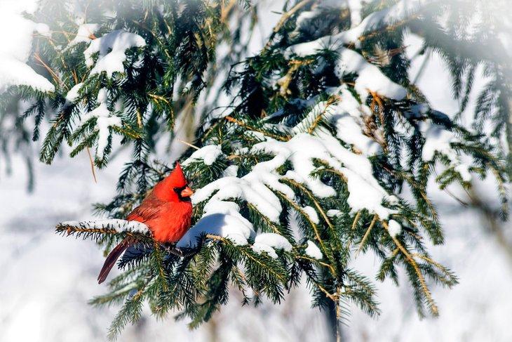 Cardenal del norte en una rama de pino nevada en Virginia Occidental