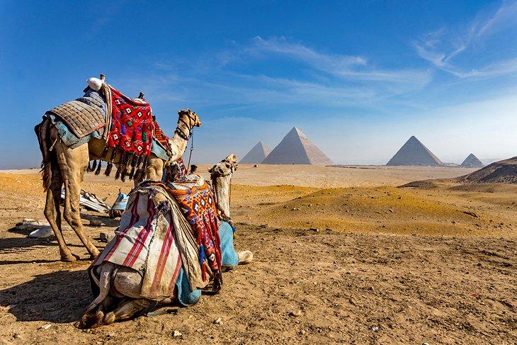 Chameaux devant les Pyramides de Gizeh