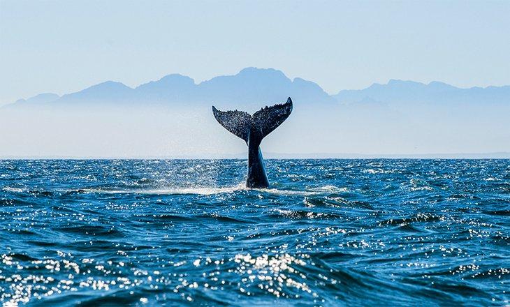 Une baleine à bosse plongeant dans False Bay