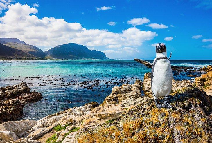 Un pingouin à Boulders Beach